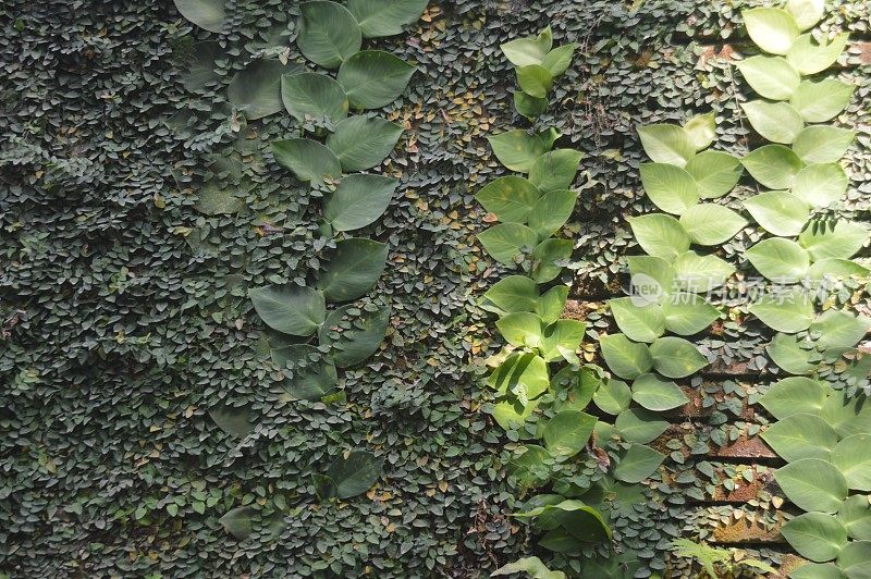 精选重点，观赏植物Dollar vines学名Ficus pumila，属藤本植物，原产于东亚和东南亚。